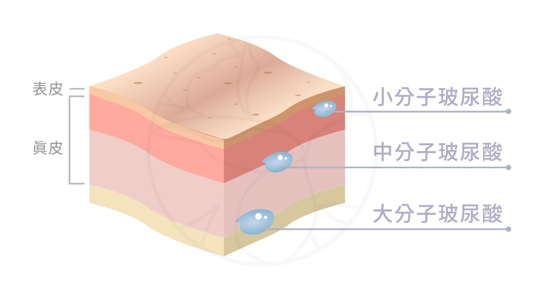 玻尿酸不同分子量的作用區域也不同