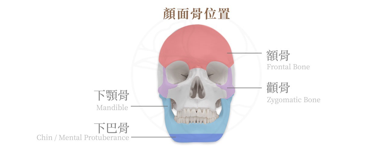 臉部主要骨骼包含顴骨,下顎骨,下巴骨及額骨